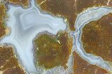 Colorful Polished Thunderegg Half - Nevada #337807-1
